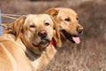 Two labrador dogs with red neck piece Royalty Free Stock Photo