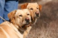 Two labrador dogs with red neckpiece Royalty Free Stock Photo