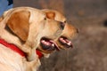 Two labrador dogs with red neckpiece Royalty Free Stock Photo