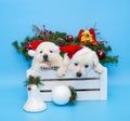 Two labrador puppie wit christmas red hat Royalty Free Stock Photo