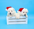 Two labrador puppie wit christmas red hat Royalty Free Stock Photo