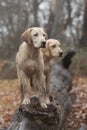 Two labrador puppies on a log in the forest Royalty Free Stock Photo