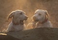 Two labrador puppies playing games Royalty Free Stock Photo