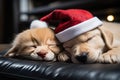 Two Labrador puppies in a Santa hat are sleeping on the sofa. Christmas card, New Year calendar Royalty Free Stock Photo