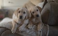 Two labrador puppies on the sofa Royalty Free Stock Photo