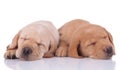 Two labrador retriever dogs lying down and sleeping tired