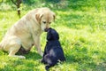 Mother dog and little puppy sniff to each other