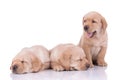 Two labrador retriever dogs sleeping and another one panting Royalty Free Stock Photo