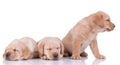 Two labrador retriever dogs sleeping and looking aside Royalty Free Stock Photo