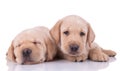 Two labrador retriever dogs sleeping and looking at camera Royalty Free Stock Photo