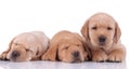 Two labrador retriever dogs sleeping next to one looking ahead Royalty Free Stock Photo