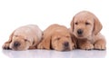 Two labrador retriever dogs sleeping next to one looking away Royalty Free Stock Photo