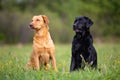 Two Labrador Retriever dogs