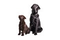 Two labrador retriever puppies Royalty Free Stock Photo