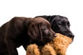 Two labrador retriever puppies Royalty Free Stock Photo