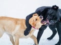 Two Labrador retriever puppies play in the snow. Show teeth dog.