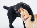 Two Labrador retriever puppies play in the snow. Show teeth dog. Royalty Free Stock Photo