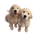 Two labrador retriever puppies Royalty Free Stock Photo