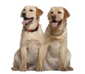 Two Labrador Retrievers sitting Royalty Free Stock Photo