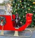 Two Labrador Retrievers sitting in a sleigh by a Christmas tree Royalty Free Stock Photo