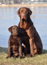 Two Labrador Retrievers in the summer Royalty Free Stock Photo