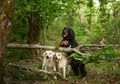 Two Labradors and a Gordon Setter share a forest escapade. Three dogs
