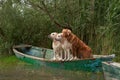 Two Labradors and Nova Scotia Duck Tolling Retriever dogs share a boat at lake