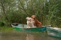 Two Labradors and Nova Scotia Duck Tolling Retriever dogs share a boat at lake