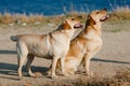 Two Labradors outdoors Royalty Free Stock Photo