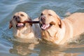 Two Labradors at sea Royalty Free Stock Photo