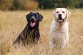 Two Labradors sitting