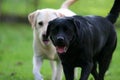Two Labs