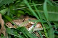 Two ladder snakes biting male female reproduction