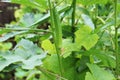 two ladies finger or okra tree and many many leaves and the background blur Royalty Free Stock Photo
