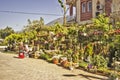 Two turkish ladies sitting besides the flowers and plants that they are selling in a turkish street