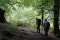 Walkers footpath through woodland glade into sun.