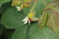 Two lady bugs on a leaf bu Royalty Free Stock Photo