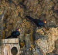 Two lady ross`s turacos together, tropical birds from the forests of africa Royalty Free Stock Photo