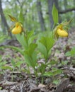 Two lady slippers Royalty Free Stock Photo