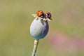 Two ladybird ladyluck on green poppy seeds head Royalty Free Stock Photo