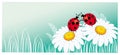 Two ladybirds on the chamomile Royalty Free Stock Photo