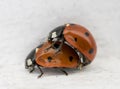 2 ladybirds copulate with each other in spring on a white background Royalty Free Stock Photo