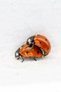 2 ladybirds copulate with each other in spring on a white background