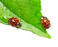 Two ladybirds on a dewy leaf isolated Royalty Free Stock Photo