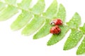 Two ladybirds on green leaf Royalty Free Stock Photo