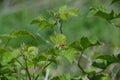 Two ladybirds on a leaf Royalty Free Stock Photo