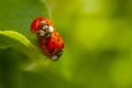 Two ladybirds mating on a leaf. Harmonia axyridis, most commonly known as the harlequin, multicolored Asian, or Asian ladybeetle Royalty Free Stock Photo