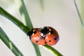 Two ladybirds Royalty Free Stock Photo