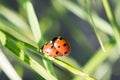 Two ladybirds Royalty Free Stock Photo
