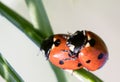 Two ladybirds Royalty Free Stock Photo